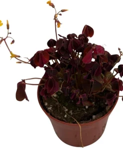 Burgundy Gold Lucky Shamrock Live Plant - Oxalis vulcanicola, 2.5 inch Pot, Indoor/Outdoor - Image 3