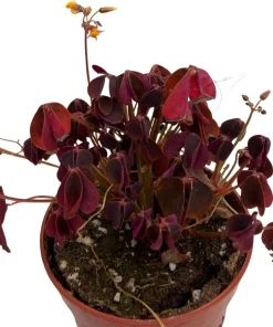Burgundy Gold Lucky Shamrock Live Plant - Oxalis vulcanicola, 2.5 inch Pot, Indoor/Outdoor - Image 4