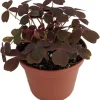 Burgundy Gold Lucky Shamrock Live Plant - Oxalis vulcanicola, 2.5 inch Pot, Indoor/Outdoor - Image 1