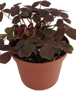 Burgundy Gold Lucky Shamrock Live Plant - Oxalis vulcanicola, 2.5 inch Pot, Indoor/Outdoor - Image 1