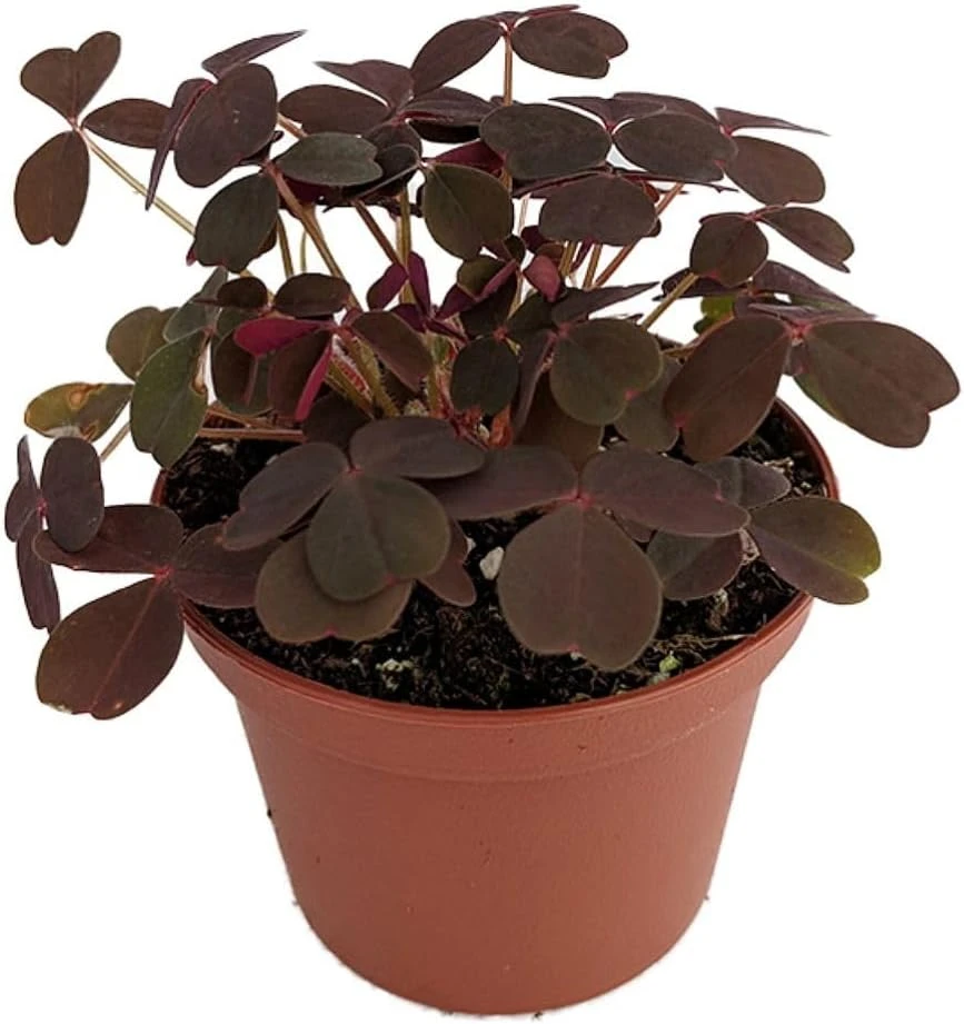 Burgundy Gold Lucky Shamrock Live Plant - Oxalis vulcanicola, 2.5 inch Pot, Indoor/Outdoor - Image 1