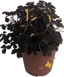 Burgundy Gold Lucky Shamrock Oxalis - 3.7" Pot Live Plant - Fairy Garden & Houseplant - Image 2