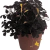 Burgundy Gold Lucky Shamrock Oxalis - 3.7" Pot Live Plant - Fairy Garden & Houseplant - Image 1