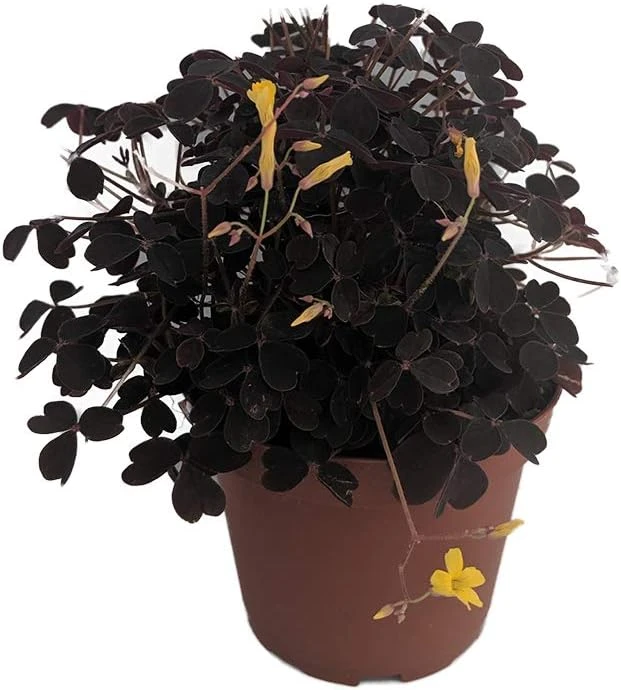 Burgundy Gold Lucky Shamrock Oxalis - 3.7" Pot Live Plant - Fairy Garden & Houseplant - Image 1