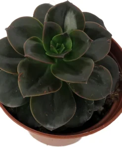 Burgundy Pearl Echeveria Succulent - Live Plant, 2.5 inch Pot, Indoor/Outdoor - Image 2
