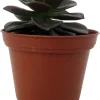Burgundy Pearl Echeveria Succulent - Live Plant, 2.5 inch Pot, Indoor/Outdoor - Image 1