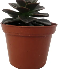 Burgundy Pearl Echeveria Succulent - Live Plant, 2.5 inch Pot, Indoor/Outdoor - Image 1