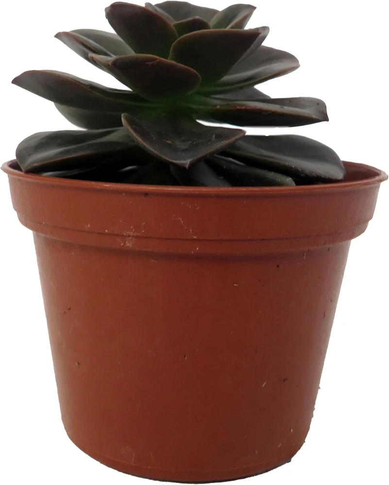 Burgundy Pearl Echeveria Succulent - Live Plant, 2.5 inch Pot, Indoor/Outdoor - Image 1