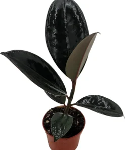 Burgundy Rubber Tree Plant - Ficus Elastica Live Plant - 2.5