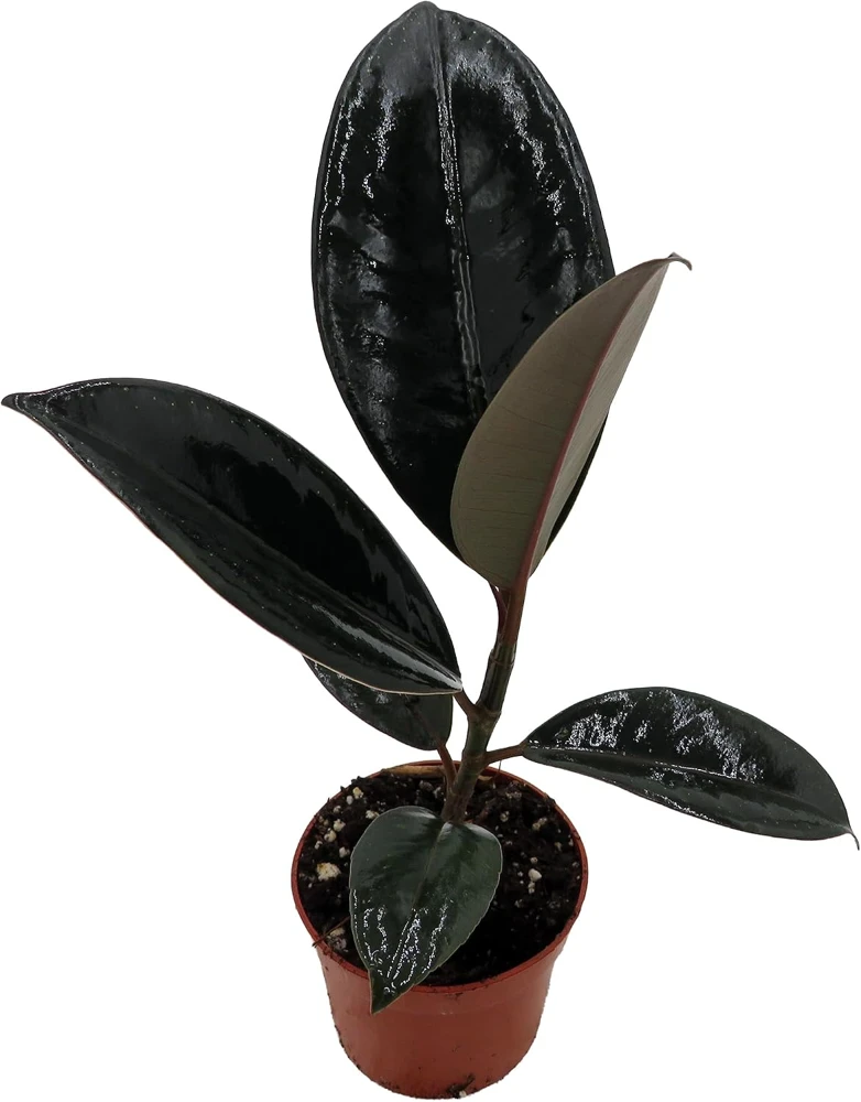 Burgundy Rubber Tree Plant - Ficus Elastica Live Plant - 2.5" Pot - Indoor - Image 2