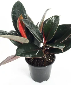 Burgundy Rubber Tree Plant - Ficus Elastica Live Plant - 2.5