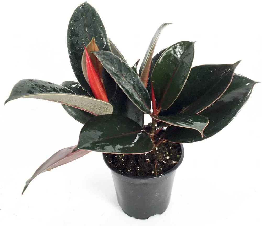 Burgundy Rubber Tree Plant - Ficus Elastica Live Plant - 2.5" Pot - Indoor - Image 3