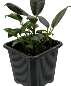 Burgundy Rubber Tree Plant - Ficus Elastica Live Plant - 2.5