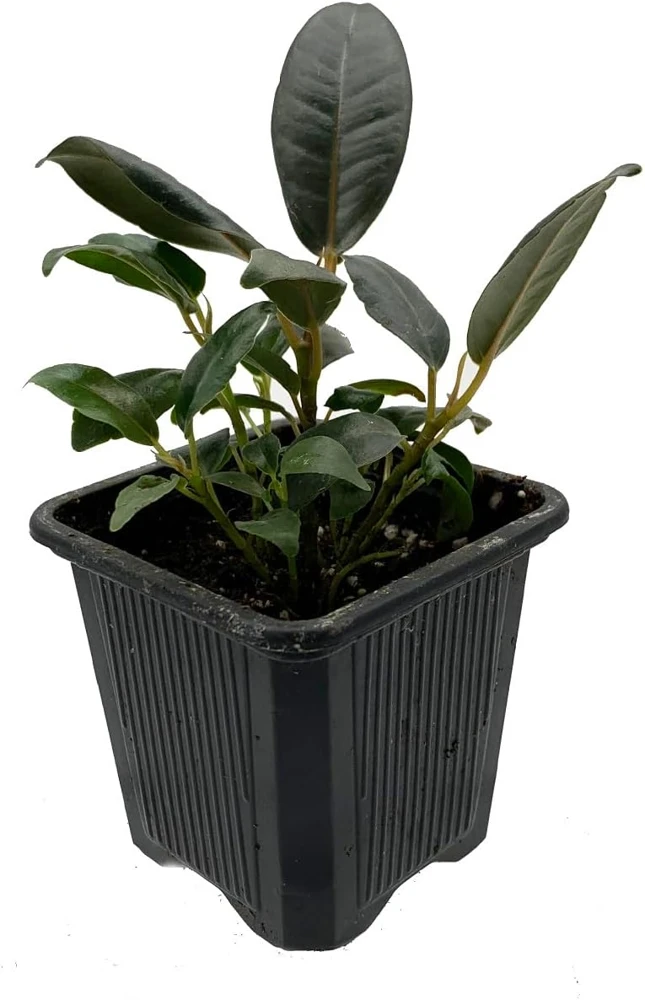 Burgundy Rubber Tree Plant - Ficus Elastica Live Plant - 2.5" Pot - Indoor - Image 4
