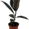Burgundy Rubber Tree Plant - Ficus Elastica Live Plant - 2.5" Pot - Indoor - Image 1