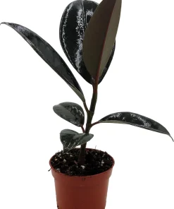 Burgundy Rubber Tree Plant - Ficus Elastica Live Plant - 2.5