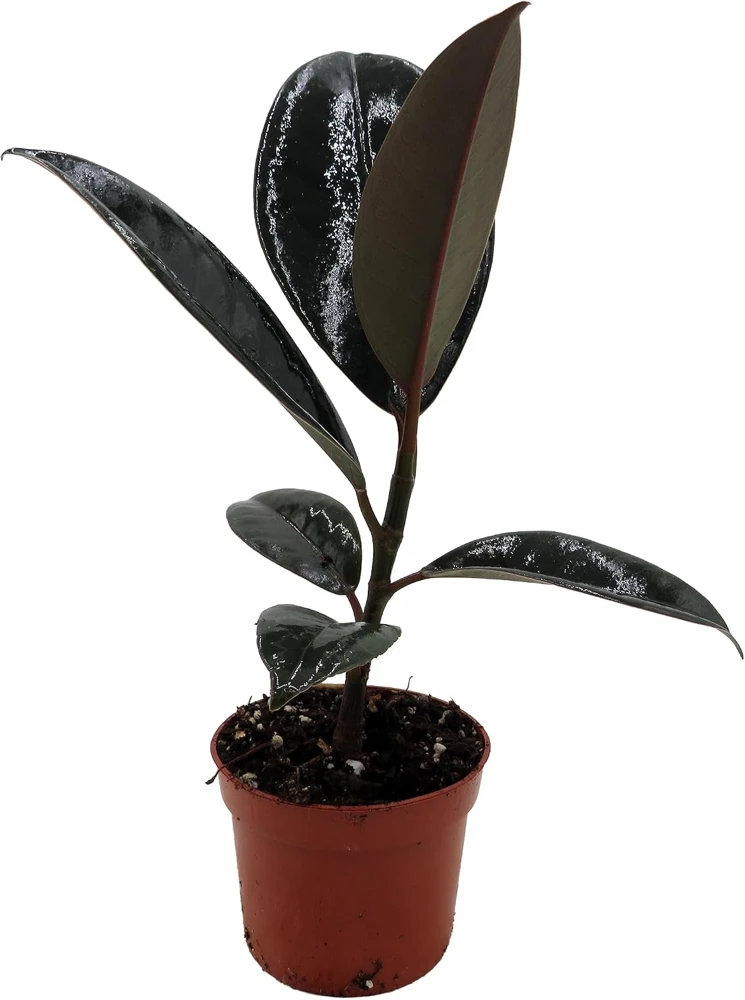 Burgundy Rubber Tree Plant - Ficus Elastica Live Plant - 2.5" Pot - Indoor - Image 1
