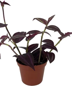 Burgundy Tradescantia Live Plant - 2.5" Pot - Indoor/Outdoor Foliage - Image 2