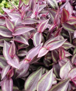 Burgundy Tradescantia Live Plant - 2.5