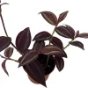 Burgundy Tradescantia Live Plant - 2.5" Pot - Indoor/Outdoor Foliage - Image 1