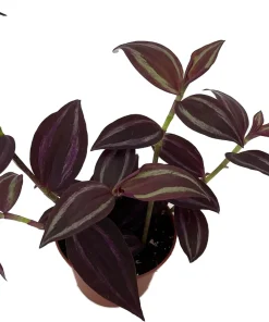 Burgundy Tradescantia Live Plant - 2.5