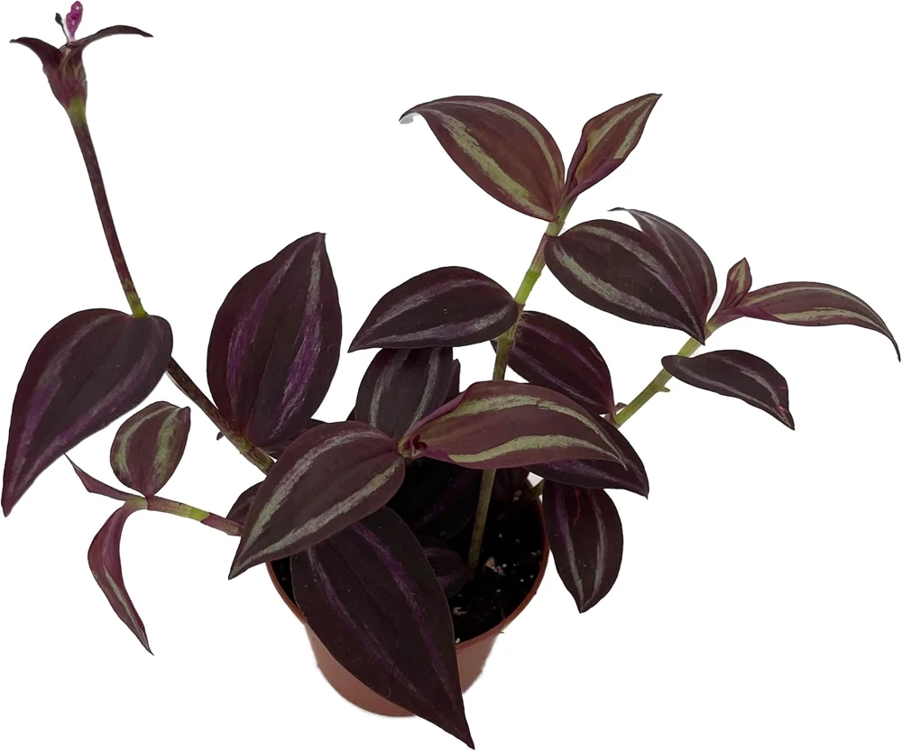 Burgundy Tradescantia Live Plant - 2.5" Pot - Indoor/Outdoor Foliage - Image 1