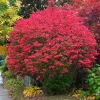 Burning Bush Live Plant - Hardy Red Shrub, 6-12 Inch Tall, 4" Pot, Outdoor - Image 1