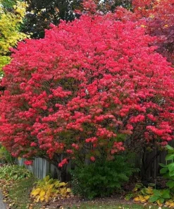 Burning Bush Live Plant - Hardy Red Shrub, 6-12 Inch Tall, 4