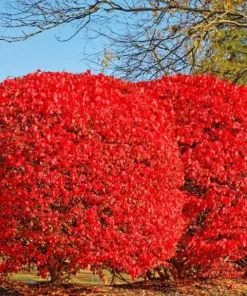 Burning Bush Live Plant - Hardy Red Shrub, 6-12 Inch Tall, 4