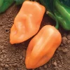 Burning Bush Pepper Seeds - 10 Seeds - Hot Pepper - Early Maturing - Image 1