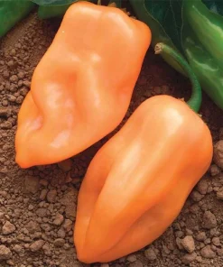 Burning Bush Pepper Seeds - 10 Seeds - Hot Pepper - Early Maturing - Image 1