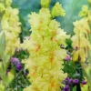 Burning Sunrays Gladiolus Bulbs - 10 Pack, 10/+ cm, Yellow Flowers, Outdoor - Image 1