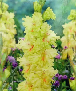 Burning Sunrays Gladiolus Bulbs - 10 Pack, 10/+ cm, Yellow Flowers, Outdoor - Image 1