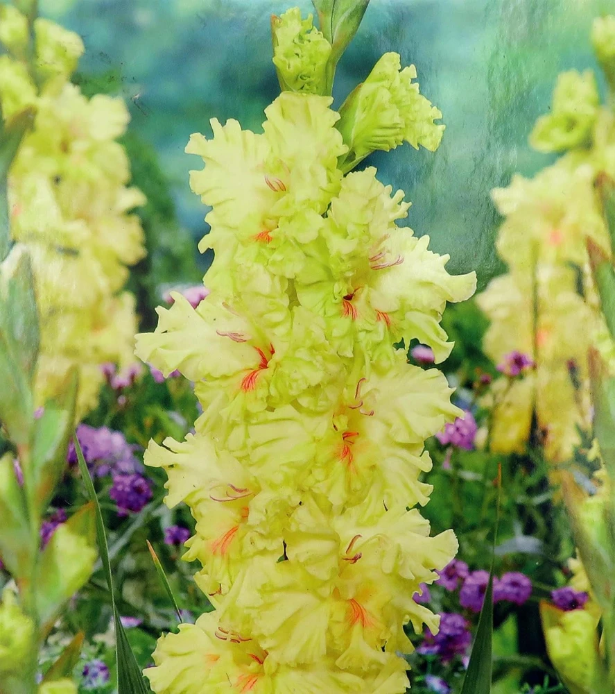 Burning Sunrays Gladiolus Bulbs - 10 Pack, 10/+ cm, Yellow Flowers, Outdoor - Image 1