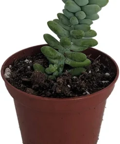 Burro's Tail Succulent Live Plant - 2.5" Pot - Sedum morganianum - Indoor Trailing Plant - Image 2