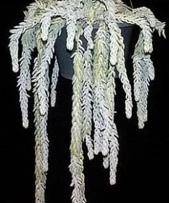 Burro's Tail Succulent Live Plant - 2.5
