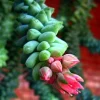 Burro's Tail Succulent Live Plant - 2.5" Pot - Sedum morganianum - Indoor Trailing Plant - Image 1