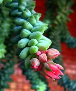 Burro's Tail Succulent Live Plant - 2.5