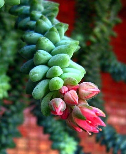 Burro's Tail Succulent Live Plant - 2.5" Pot - Sedum morganianum - Indoor Trailing Plant - Image 1
