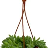 Burro's Tail Succulent Live Plant - 4" Mini Hanging Basket - Sedum morganianum - Image 1