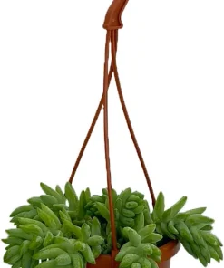 Burro's Tail Succulent Live Plant - 4