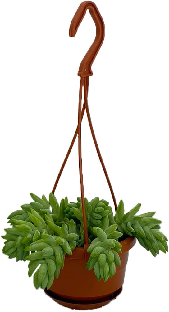 Burro's Tail Succulent Live Plant - 4" Mini Hanging Basket - Sedum morganianum - Image 1