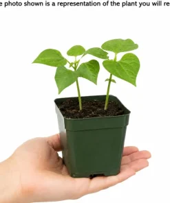 Bush Bean Live Plant – 2-Pack in 4-Inch Pot – 3-6 Inches Tall – for Patio & Garden - Image 3