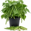Bush Bean Live Plant – 2-Pack in 4-Inch Pot – 3-6 Inches Tall – for Patio & Garden - Image 1