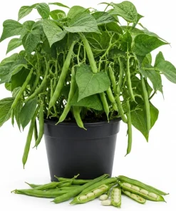 Bush Bean Live Plant – 2-Pack in 4-Inch Pot – 3-6 Inches Tall – for Patio & Garden - Image 1