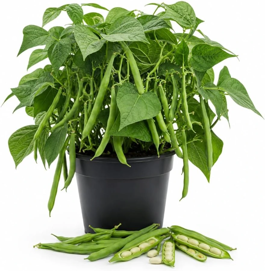 Bush Bean Live Plant – 2-Pack in 4-Inch Pot – 3-6 Inches Tall – for Patio & Garden - Image 1