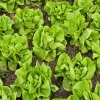 Buttercrunch Lettuce Seeds - High Yield Heirloom Non-GMO Vegetable Seeds - Image 1