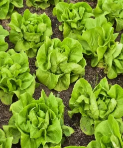 Buttercrunch Lettuce Seeds - High Yield Heirloom Non-GMO Vegetable Seeds - Image 3
