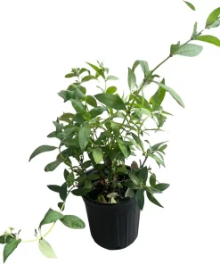 Butterfly Bush Live Plant - Buddleia - Pink Flowers - Gallon Pot - Outdoor Shrub - Image 2