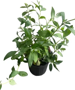 Butterfly Bush Live Plant - Buddleia - Pink Flowers - Gallon Pot - Outdoor Shrub - Image 3